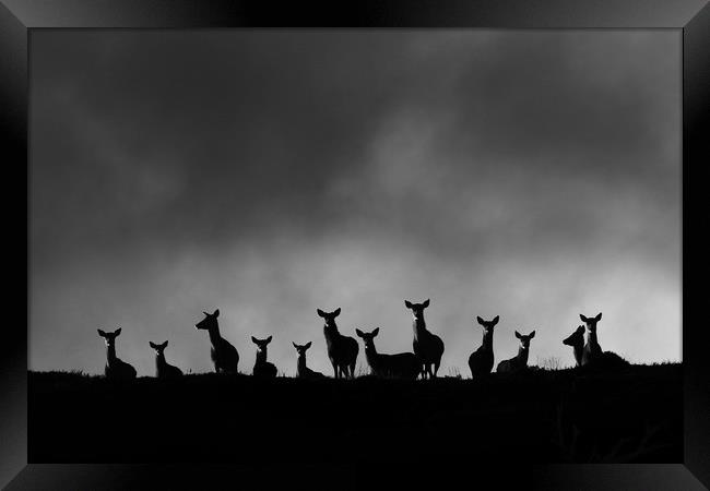 Red Deer on the Hill Framed Print by Macrae Images