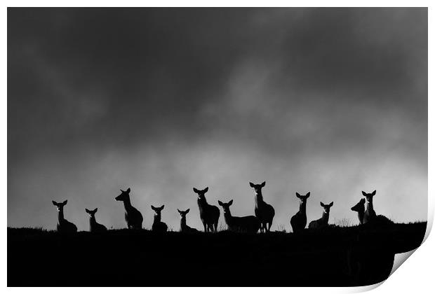 Red Deer on the Hill Print by Macrae Images