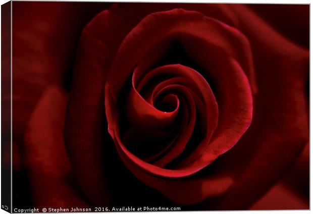 Red Rose Canvas Print by Stephen Johnson
