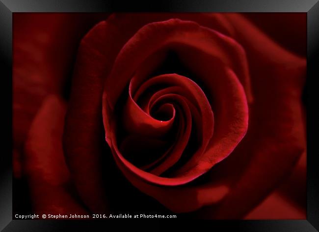 Red Rose Framed Print by Stephen Johnson