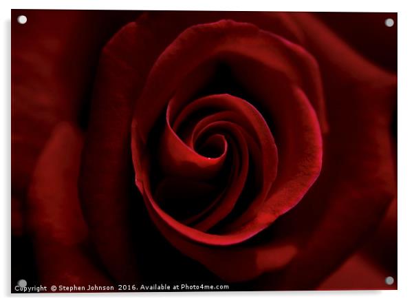 Red Rose Acrylic by Stephen Johnson