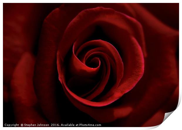 Red Rose Print by Stephen Johnson