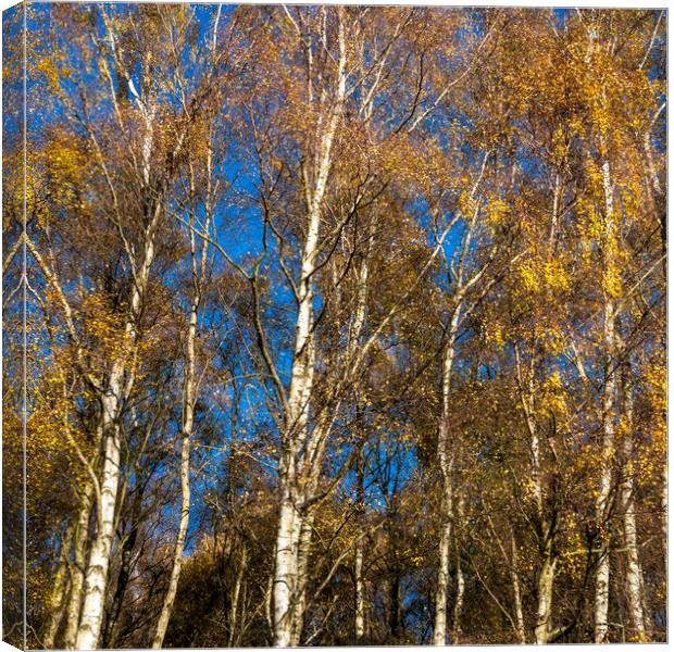 Blue sky, gold leaves Canvas Print by Andrew Kearton
