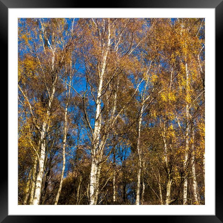 Blue sky, gold leaves Framed Mounted Print by Andrew Kearton