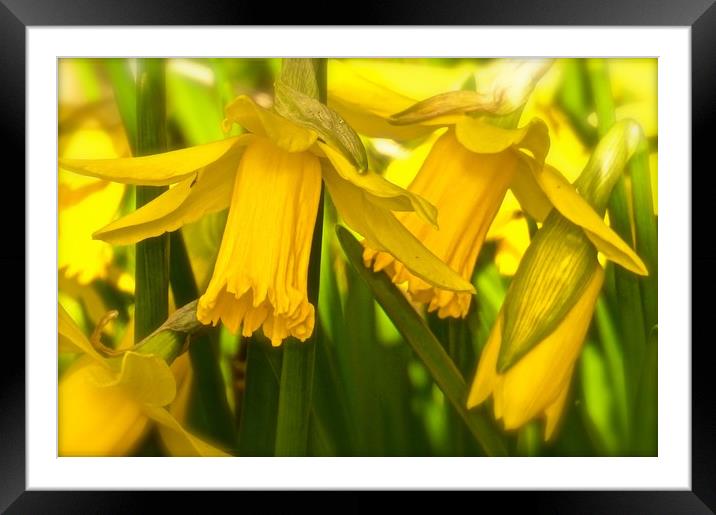  Daffodils growing wild                            Framed Mounted Print by Sue Bottomley