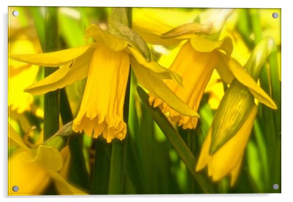  Daffodils growing wild                            Acrylic by Sue Bottomley