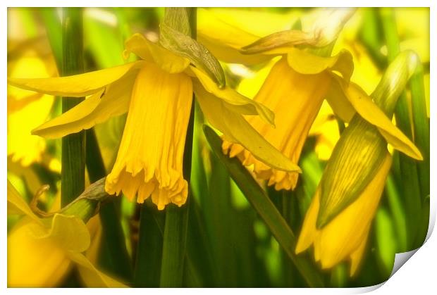 Daffodils growing wild                            Print by Sue Bottomley