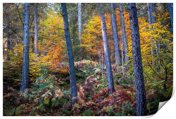 Autumn colour in the forest Print by Andrew Kearton