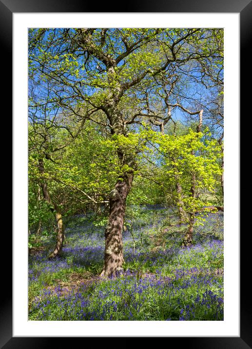 Spring in an English woodland Framed Mounted Print by Andrew Kearton