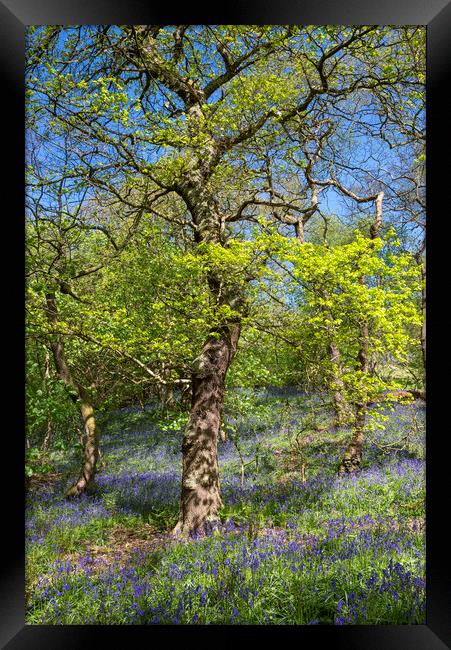 Spring in an English woodland Framed Print by Andrew Kearton