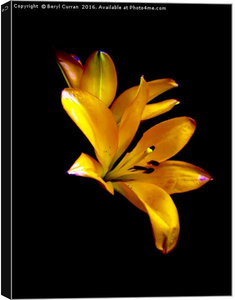 Elegant Lilies in Bloom Canvas Print by Beryl Curran