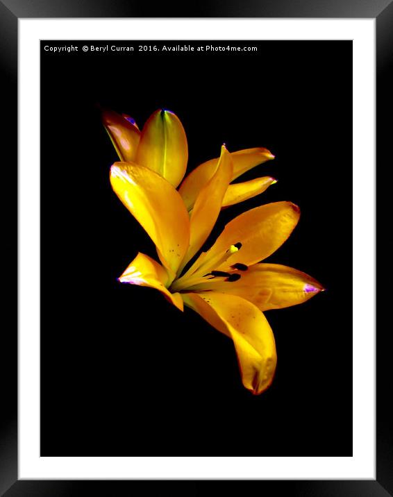 Elegant Lilies in Bloom Framed Mounted Print by Beryl Curran