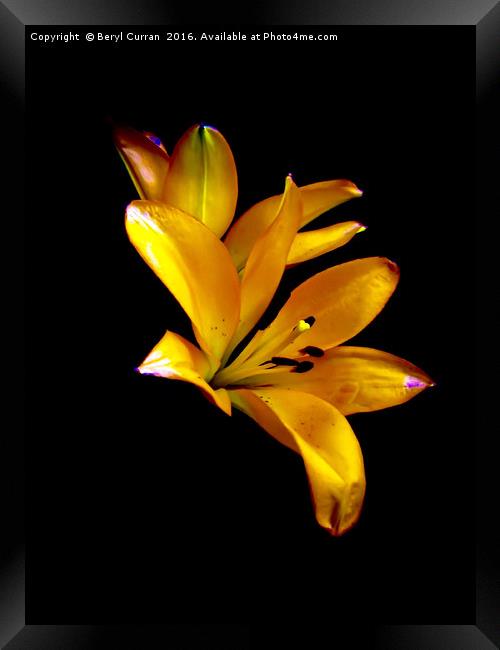 Elegant Lilies in Bloom Framed Print by Beryl Curran