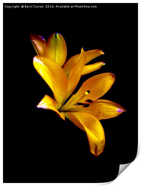 Elegant Lilies in Bloom Print by Beryl Curran
