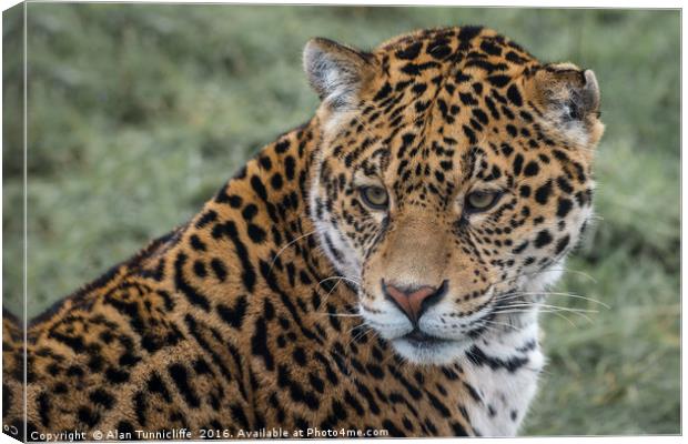 Portrait of a Jaguar Canvas Print by Alan Tunnicliffe
