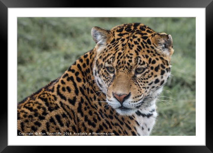Portrait of a Jaguar Framed Mounted Print by Alan Tunnicliffe