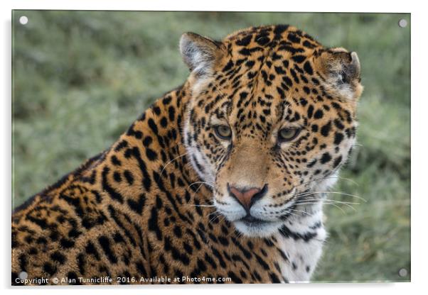Portrait of a Jaguar Acrylic by Alan Tunnicliffe