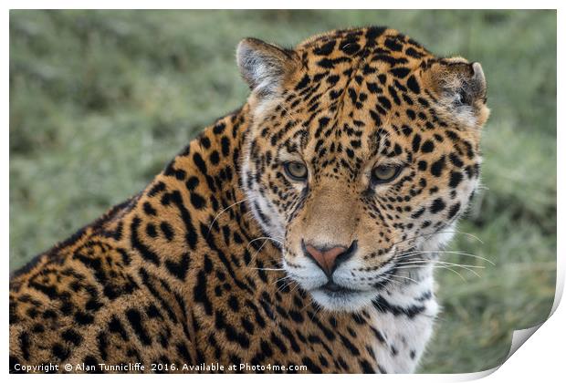 Portrait of a Jaguar Print by Alan Tunnicliffe