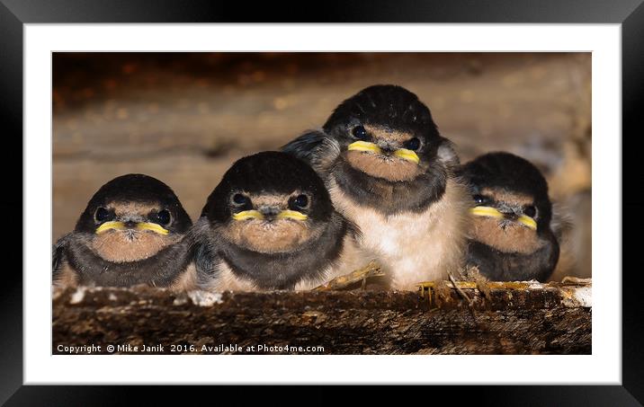 Swallows Framed Mounted Print by Mike Janik