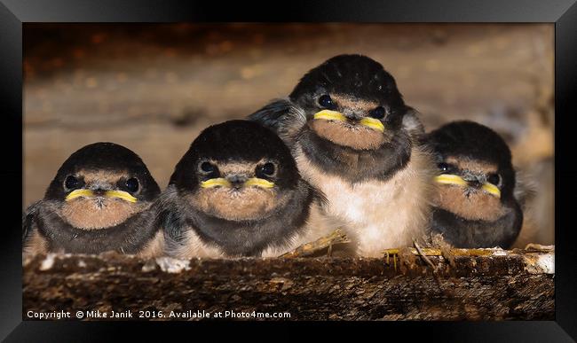 Swallows Framed Print by Mike Janik