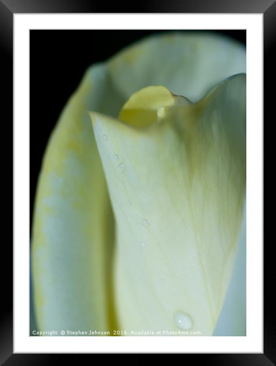 Yellow Rose Framed Mounted Print by Stephen Johnson