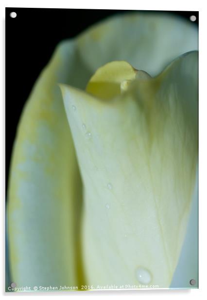 Yellow Rose Acrylic by Stephen Johnson