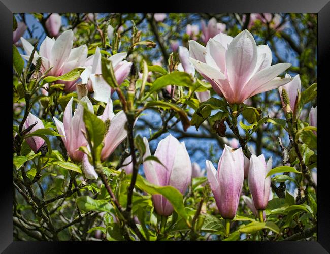 Magnolias in Spring Framed Print by Colin Metcalf