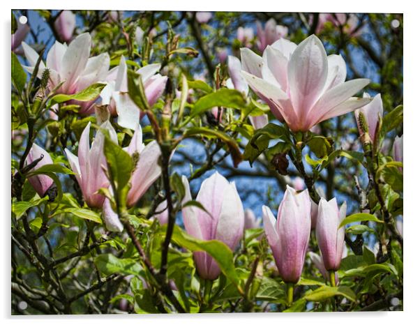 Magnolias in Spring Acrylic by Colin Metcalf