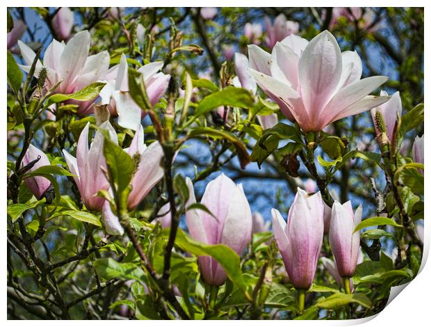 Magnolias in Spring Print by Colin Metcalf