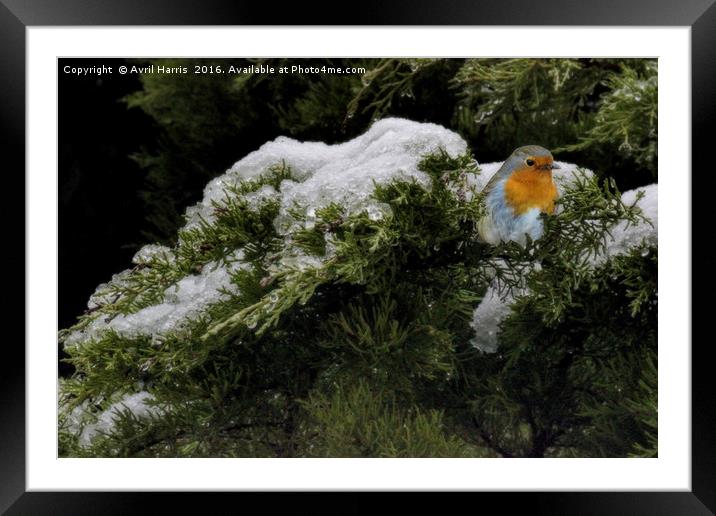 Robin in the winter Framed Mounted Print by Avril Harris
