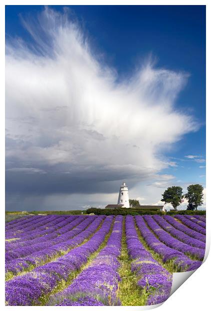 Norfolk Lavender Print by Alan Simpson