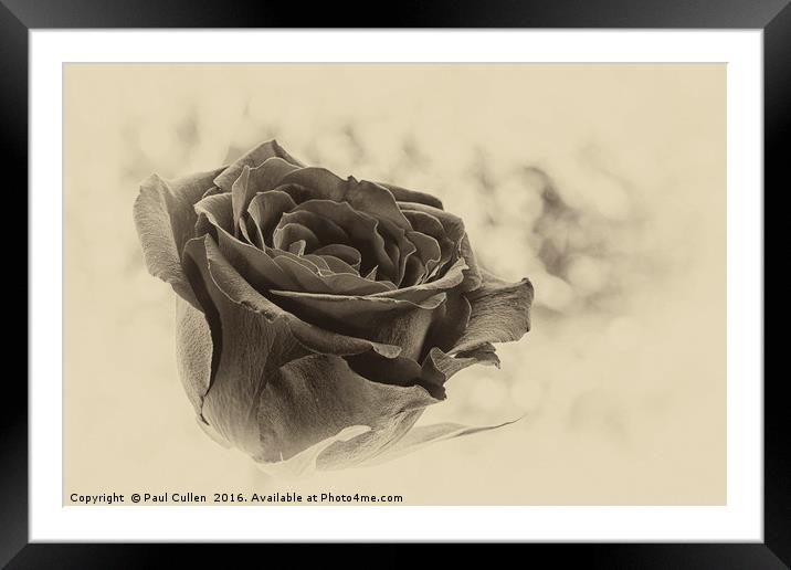 Rose on a green diffuse background Framed Mounted Print by Paul Cullen