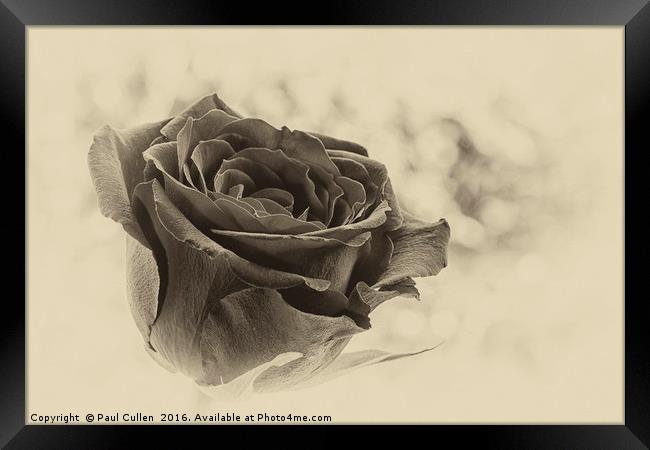 Rose on a green diffuse background Framed Print by Paul Cullen