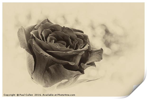 Rose on a green diffuse background Print by Paul Cullen