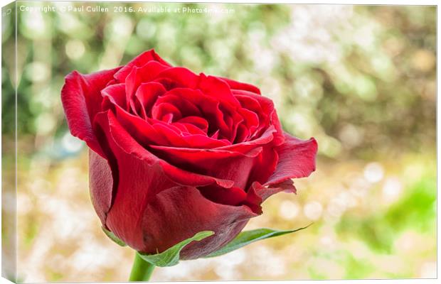 Red Rose on a green diffuse background Canvas Print by Paul Cullen