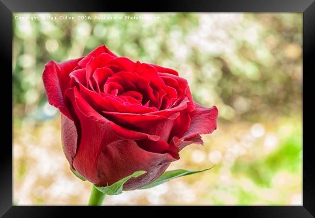 Red Rose on a green diffuse background Framed Print by Paul Cullen