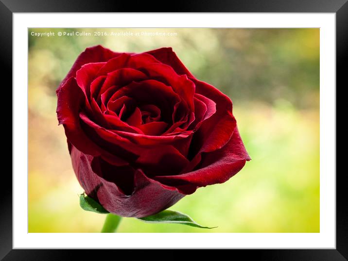 Red Rose Vintage style Framed Mounted Print by Paul Cullen