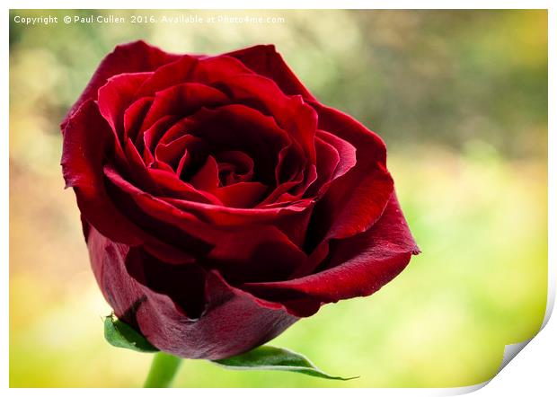 Red Rose Vintage style Print by Paul Cullen