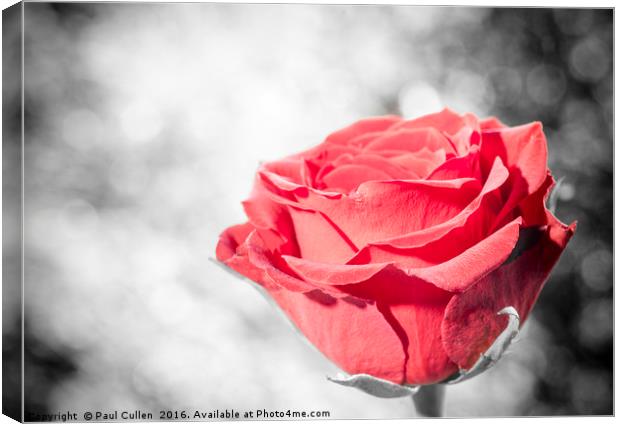 Red Rose colour isolated. Canvas Print by Paul Cullen