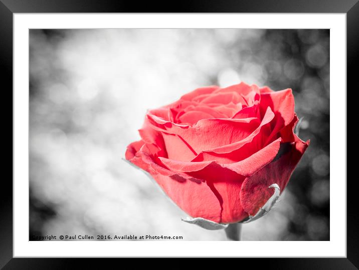 Red Rose colour isolated. Framed Mounted Print by Paul Cullen