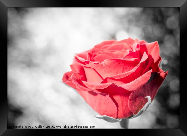 Red Rose colour isolated. Framed Print by Paul Cullen