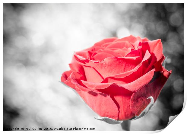 Red Rose colour isolated. Print by Paul Cullen