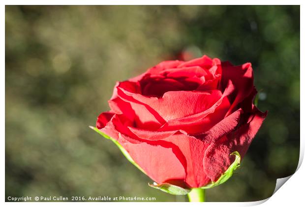 Red rose with contrasting green background. Print by Paul Cullen
