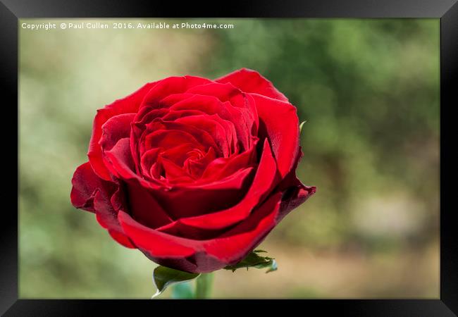 Red Rose on a green diffuse background Framed Print by Paul Cullen