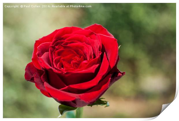 Red Rose on a green diffuse background Print by Paul Cullen