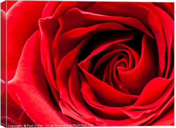 Red Rose Close-up Canvas Print by Paul Cullen