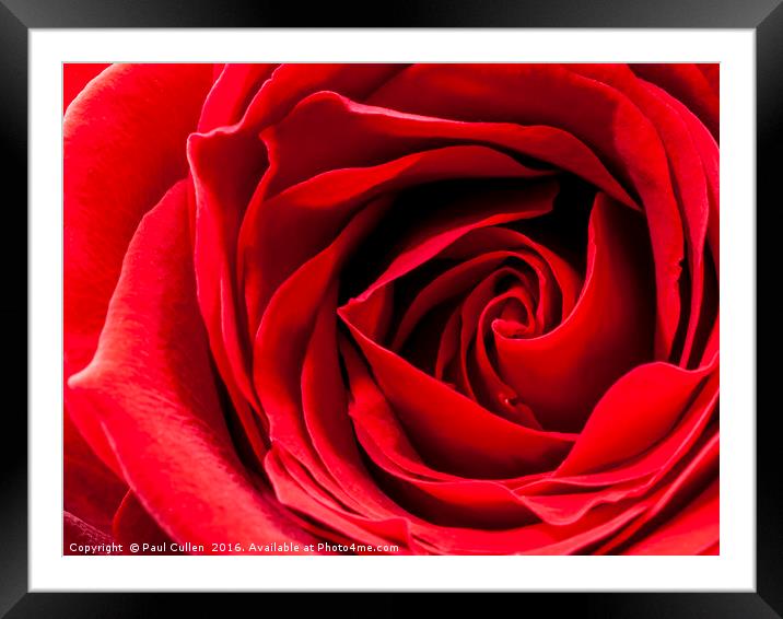 Red Rose Close-up Framed Mounted Print by Paul Cullen