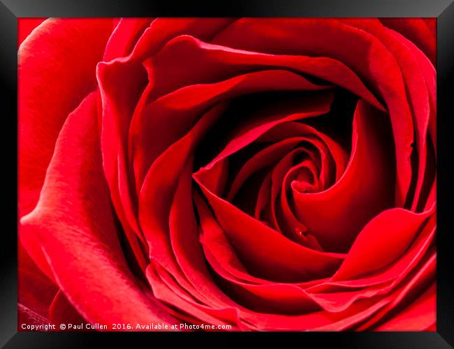 Red Rose Close-up Framed Print by Paul Cullen