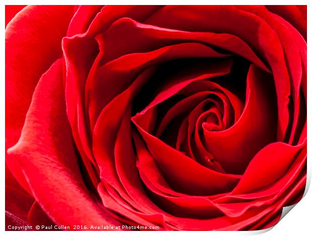 Red Rose Close-up Print by Paul Cullen