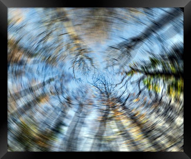 Tree swirl  Framed Print by Shaun Jacobs